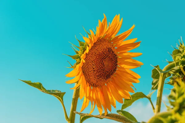 Cultivo Común Del Girasol Helianthus Annuus Campo Agrícola Cultivado Tarde —  Fotos de Stock