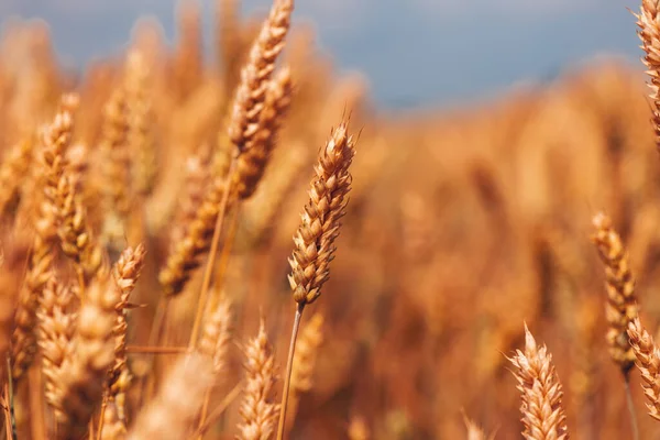 Ripe Ear Wheat Crop Cultivated Agricultural Field Ready Harvest Selective — Stock Photo, Image