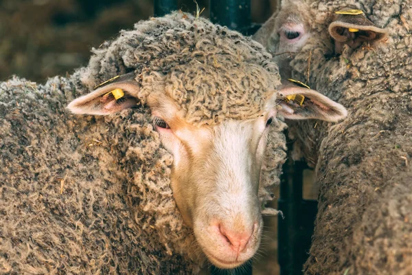 伝統的な農業フェア 選択的な焦点にペンで羊の群れ — ストック写真