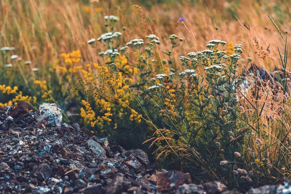 夏天在Zlatibor山的草地上 有岩石的干草和野花 有选择的焦点 — 图库照片