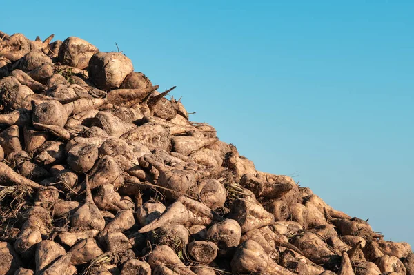 Högen Skördade Sockerbetor Rotfrukter Fält Beta Vulgaris Också Känd Som — Stockfoto