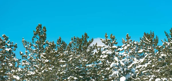 Neve Rami Pino Sempreverde Nella Foresta Zlatibor Inverno — Foto Stock