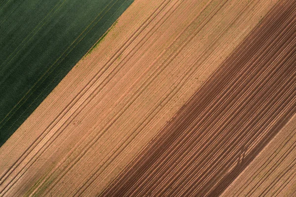 Aerial Shot Wheat Corn Crop Seedlings Drone Pov Natural Background — Stock Photo, Image