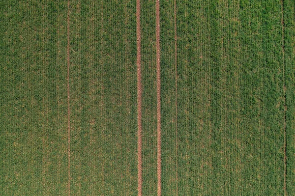 Letecký Pohled Pole Semenáčků Zelené Pšenice Pohled Shora Drone Pov — Stock fotografie