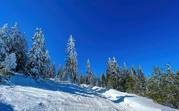 Jehličnatá Jedle Pokrytá Sněhem Zimě Hoře Zlatibor Jasného Slunečného Dne — Stock fotografie