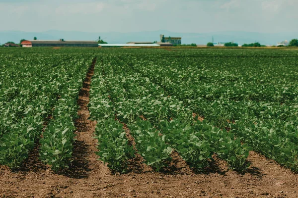 Young Green Soybean Crop Seedling Plants Cultivated Perfectly Clean Agricultural — Stock Photo, Image