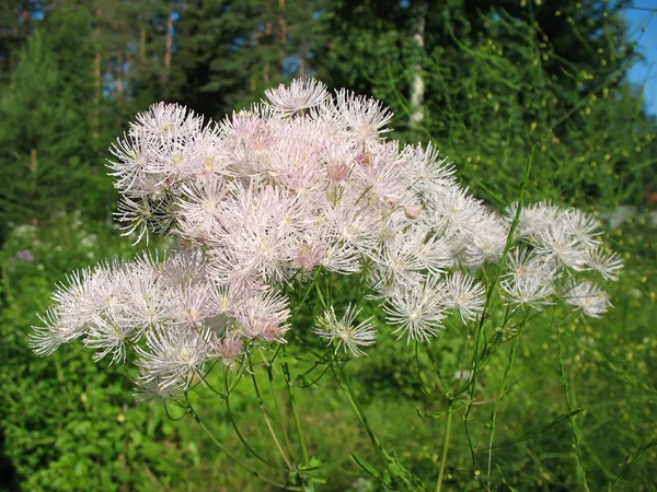 Meadow-rue (Thalictrum aquuigelifolium) in the garden — Stock Photo, Image
