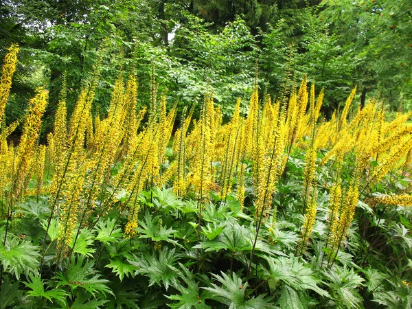 Ligularia przewalskii no canteiro de flores — Fotografia de Stock