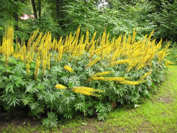 Ligularia przewalskii in the flower bed — Stock Photo, Image