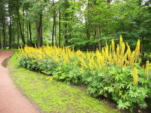 꽃 침대에서 Ligularia przewalskii — 스톡 사진