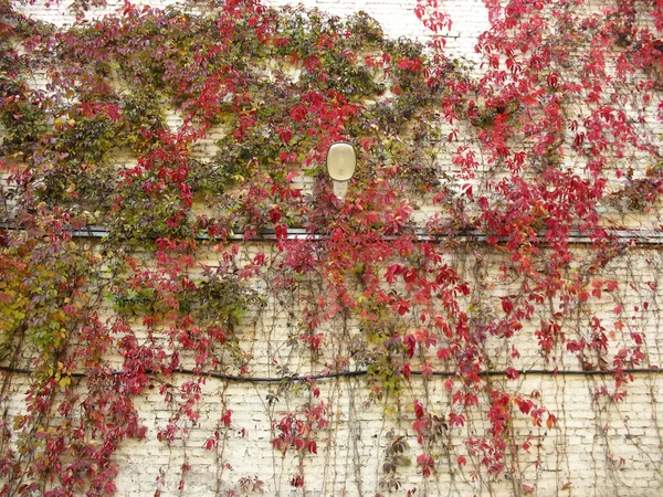 Quinata girlish grapes or grape Virginia (Parthenocissus quinquefolia) fall — Stock Photo, Image