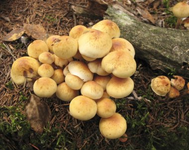 mantar hypholoma fasciculare