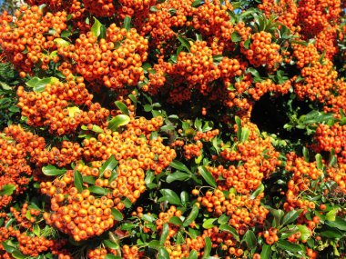 parlak kırmızı ateş dikeni (Ateş dikeni coccinea), Aile Gülgiller