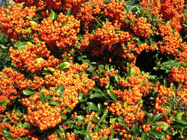 Világos piros pyracantha (pyracantha coccinea), a családi Rózsafélék (Rosaceae) — Stock Fotó