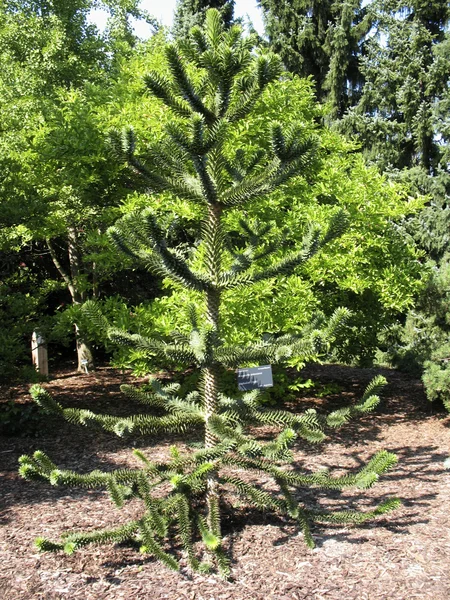 Araucaria, family Araucariaceae in the open field. Prague Botanic Garden — Stock Photo, Image