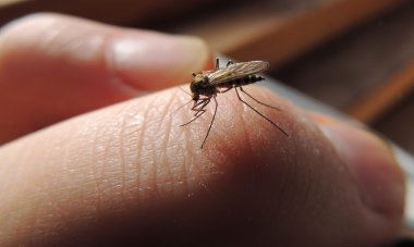 Bloodsucking mosquitoes (Culicidae) on a victim clipart