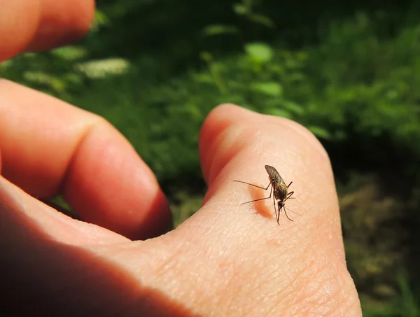 Mosquitos chupasangre (Culicidae) en una víctima — Foto de Stock