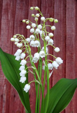 Çiçekli lily Mayıs (Convallaria majalis)