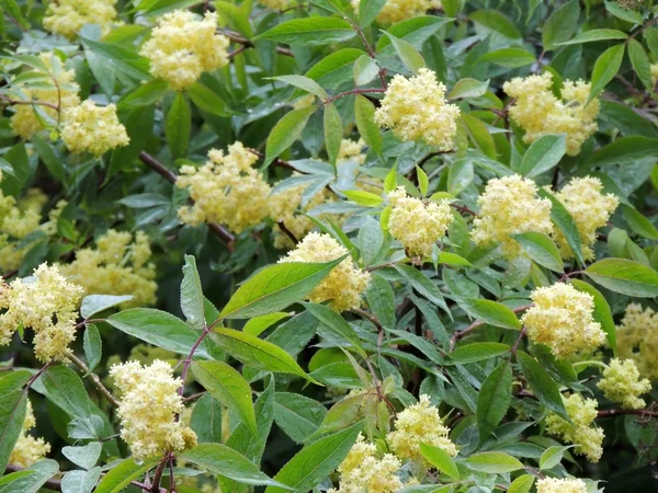 Çiçek açan mürver (Sambucus racemosa)