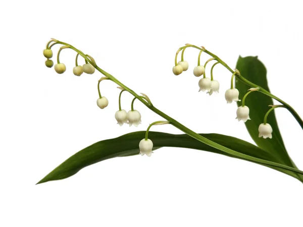 Flowering lily May (Convallaria majalis) — Stock Photo, Image