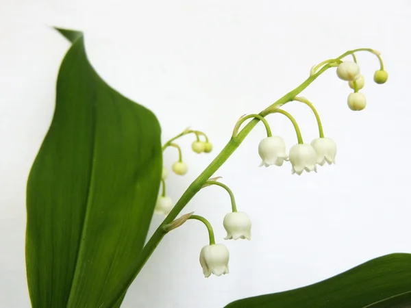 Цветущая лилия Май (Convallaria majalis ) — стоковое фото