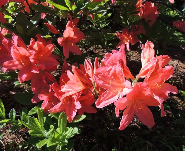 Rhododendron japonais (Rhododendron japonicum) ) — Photo