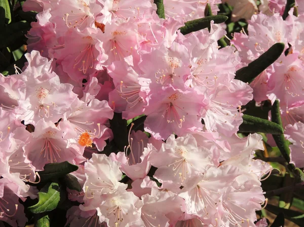 Japonské pěnišník (Rhododendron japonicum) — Stock fotografie