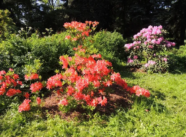 Japansk rhododendron (Rhododendron japonicum) — Stockfoto