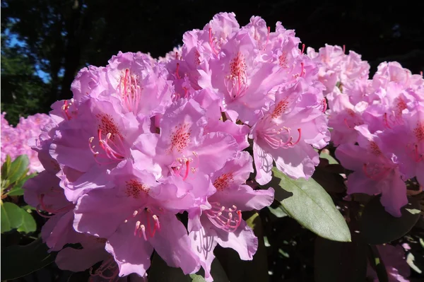 Japanese rhododendron (Rhododendron japonicum) — Stock Photo, Image