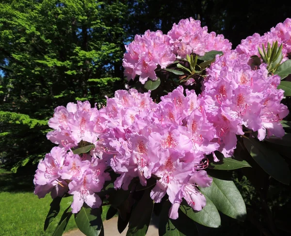 Japonské pěnišník (Rhododendron japonicum) — Stock fotografie