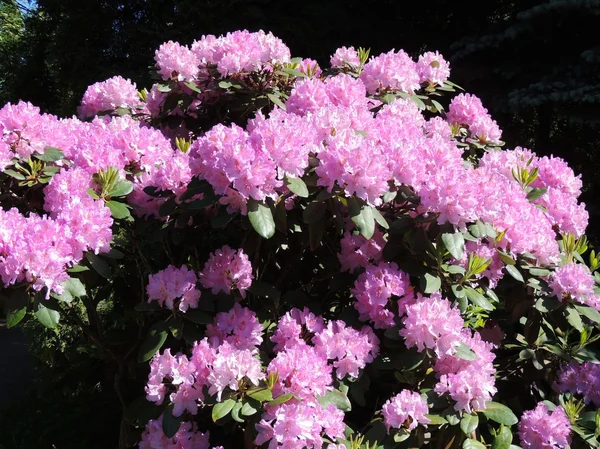 Рододендрон японский (Rhododendron japonicum ) — стоковое фото