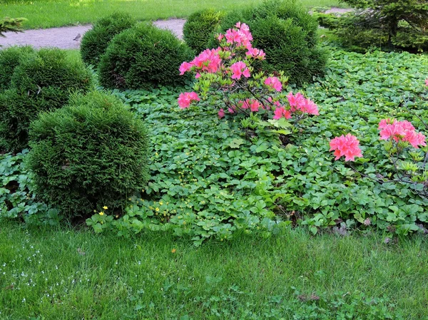 Japanse rhododendron (Rhododendron japonicum) — Stockfoto