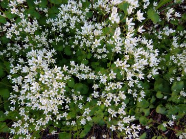 Çiçek açan saxifrage (Saxifraga aff. Cherlerioides)