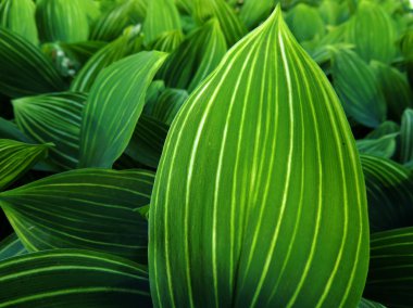 Çalılıkları lily Mayıs (Convallaria majalis)