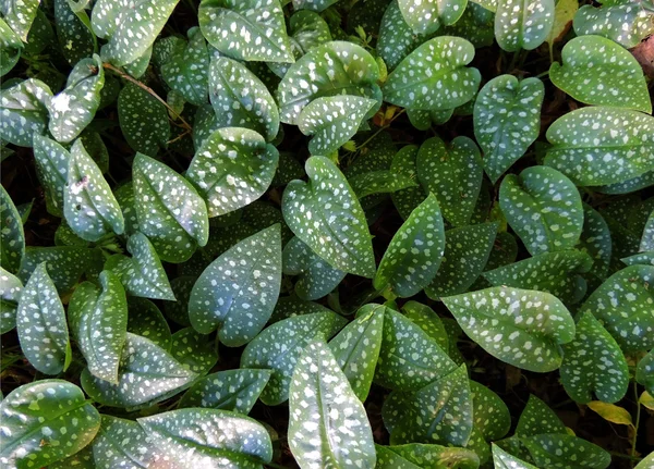 Açúcar de pulmonaria, ou manchado (Pulmonaria saccharata ) — Fotografia de Stock