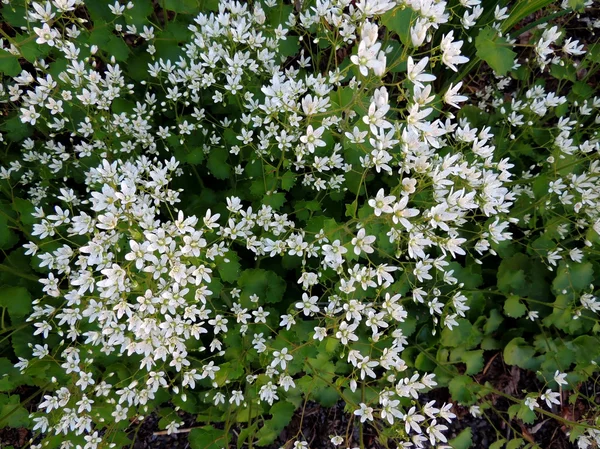 Blommande saxifrage (Saxifraga aff. Cherlerioides) — Stockfoto