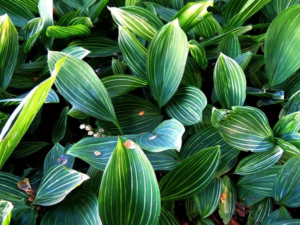 Thickets lily May (Convallaria majalis) — Stock Photo, Image