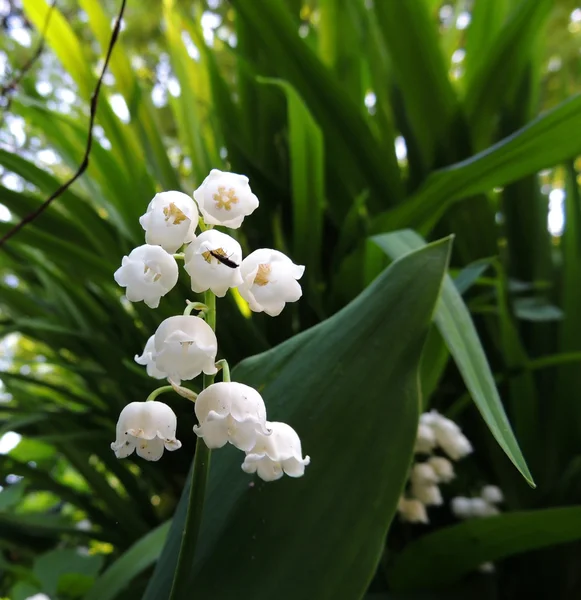 Lirio floreciente Mayo (Convallaria majalis ) —  Fotos de Stock