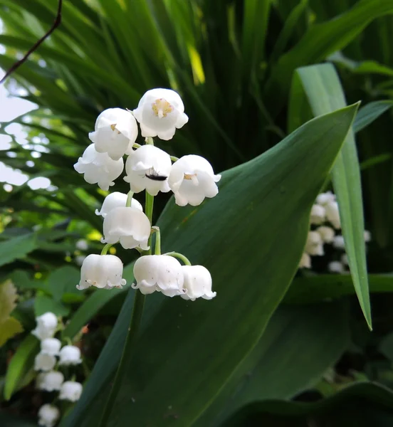 Blühende Lilie kann (convallaria majalis)) — Stockfoto