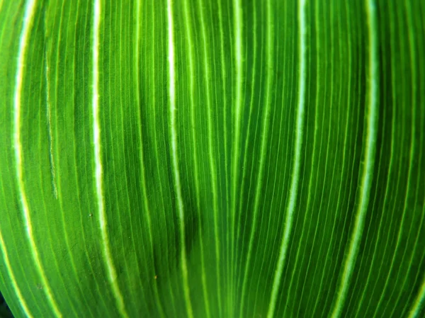 Leaf lily May (Convallaria majalis), background — Stock Photo, Image