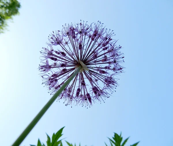 Inflorescence ornamental onions (Allium) — Stock Photo, Image