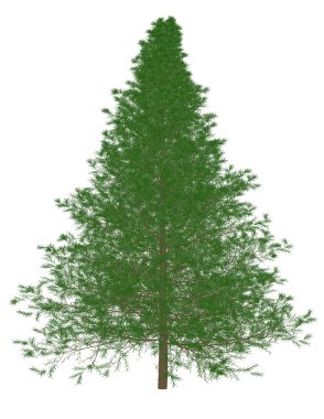 bir çam ağacının 3D render