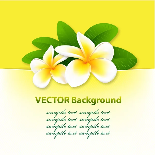 Banner mit Orchideen, floraler Vektorhintergrund — Stockvektor