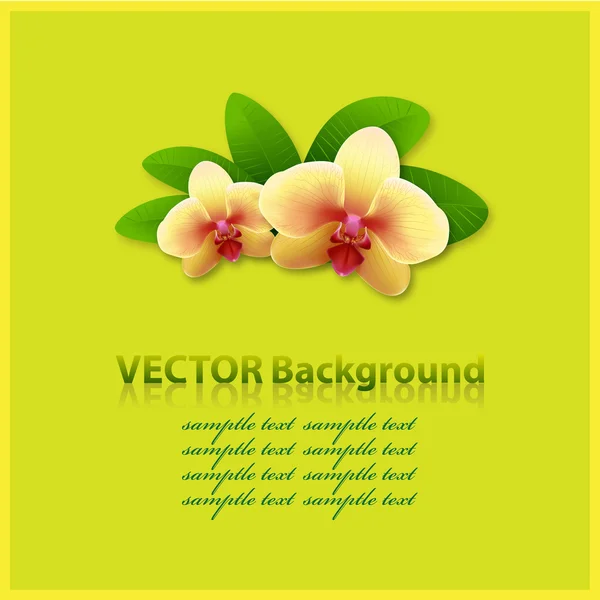 Banner con orquídeas, fondo de vector floral — Archivo Imágenes Vectoriales