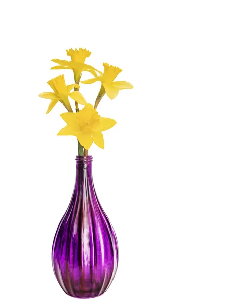 Fresh daffodils from the garden in purple glass vase. Isolated on white. Royalty Free Stock Photos