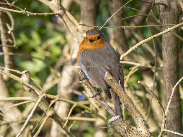 Robin aka Erithacus rubecula closeup and detailed, by hedge. Looking at the camera. Royalty Free Stock Images