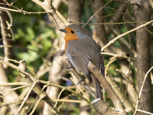 Robin aka Erithacus rubecula close up e detalhado, por hedge. Imagem De Stock