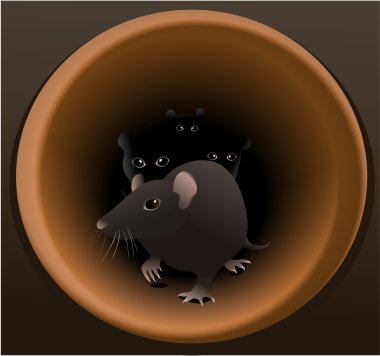 rat