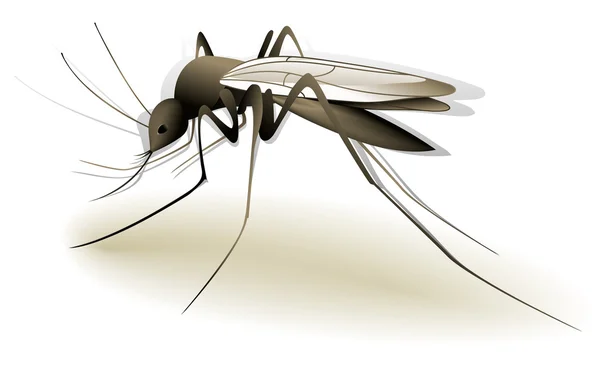 Komár — Stockový vektor