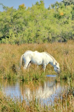 Camargue ATI